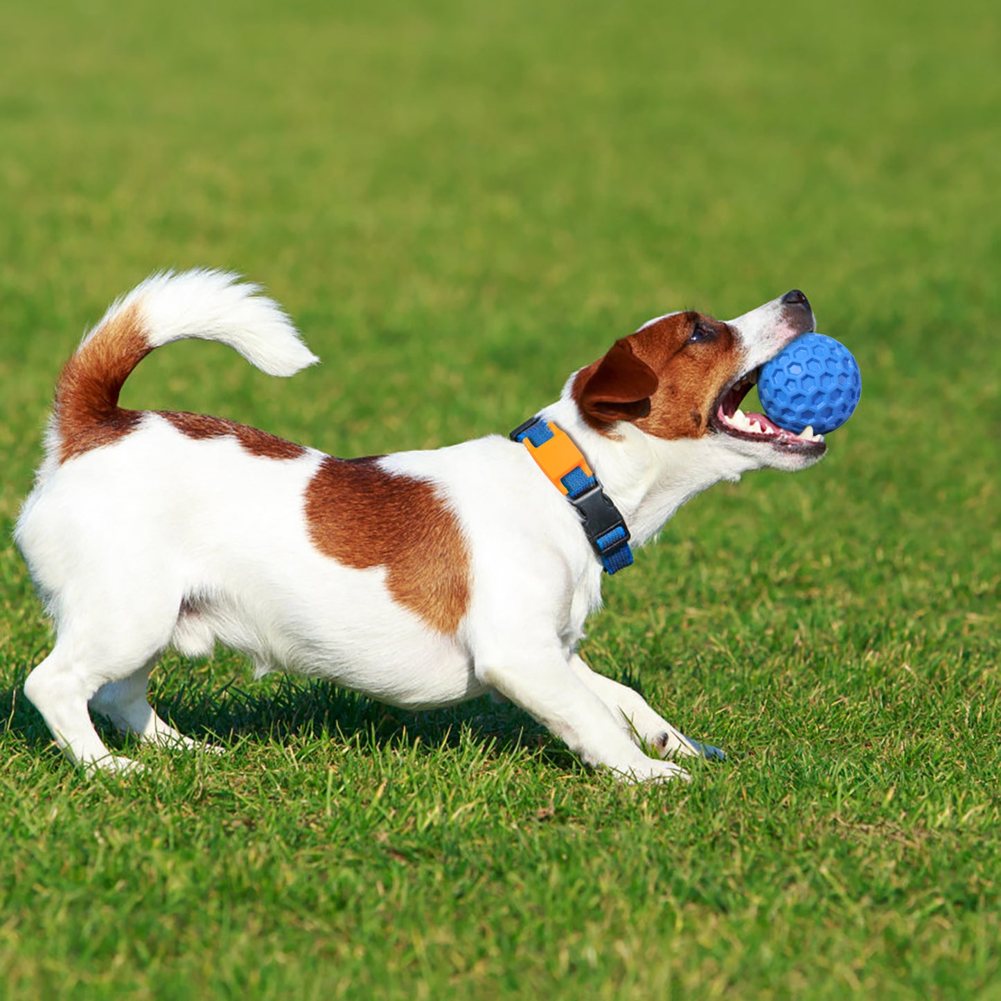 Squeaky Dog Balls, Indestructible Dog Toys for Aggressive Chewers Large/Medium Breed, Natural Rubber Interactive Chew Toys for Teeth Clean, Relieves Anxiety (Blue)