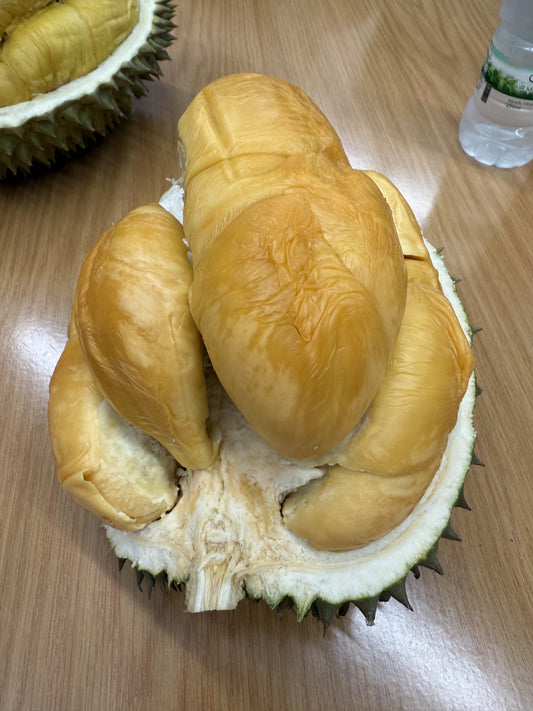 马来西亚黑刺榴莲